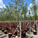 Brestovec južný (Celtis australis) - výška 320-350 cm, obvod kmeňa 8/10 cm, kont. C45L